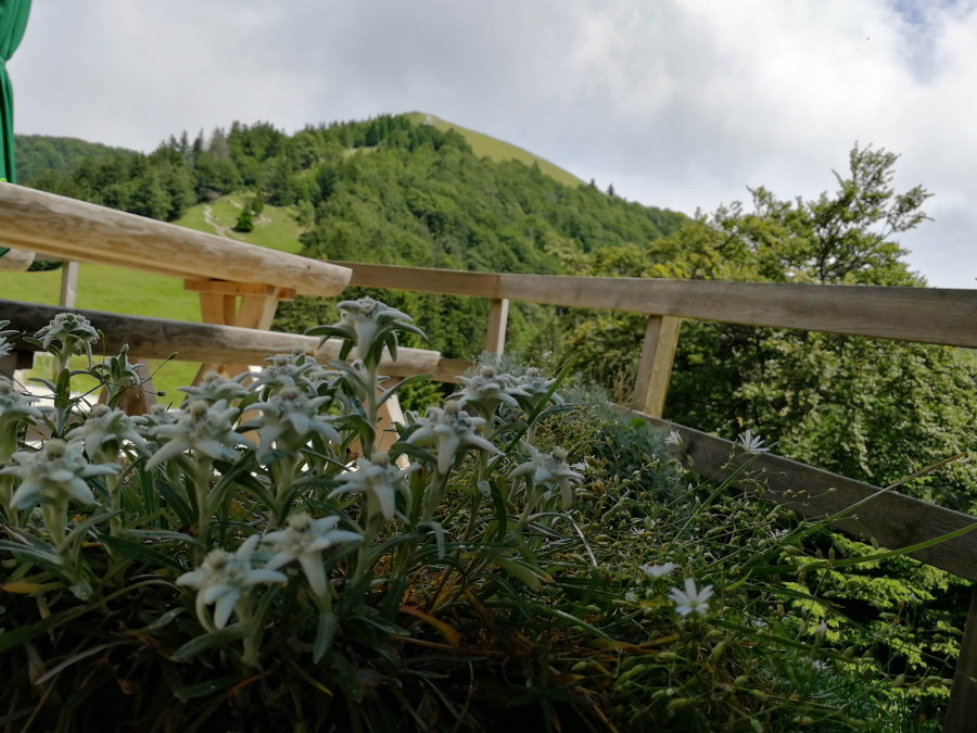 Pogled proti vrhu Blegoša