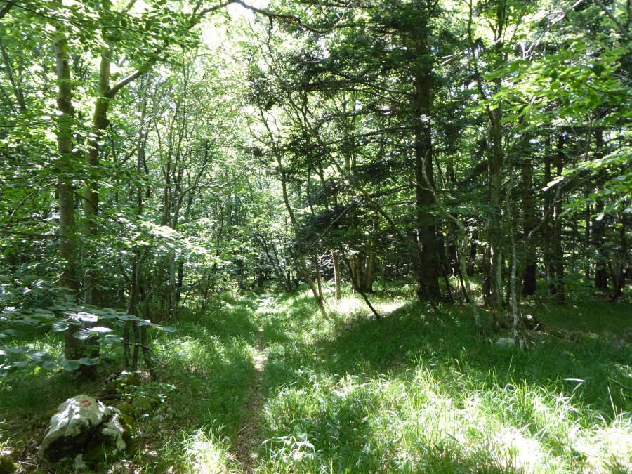 Enozložnica v dolino