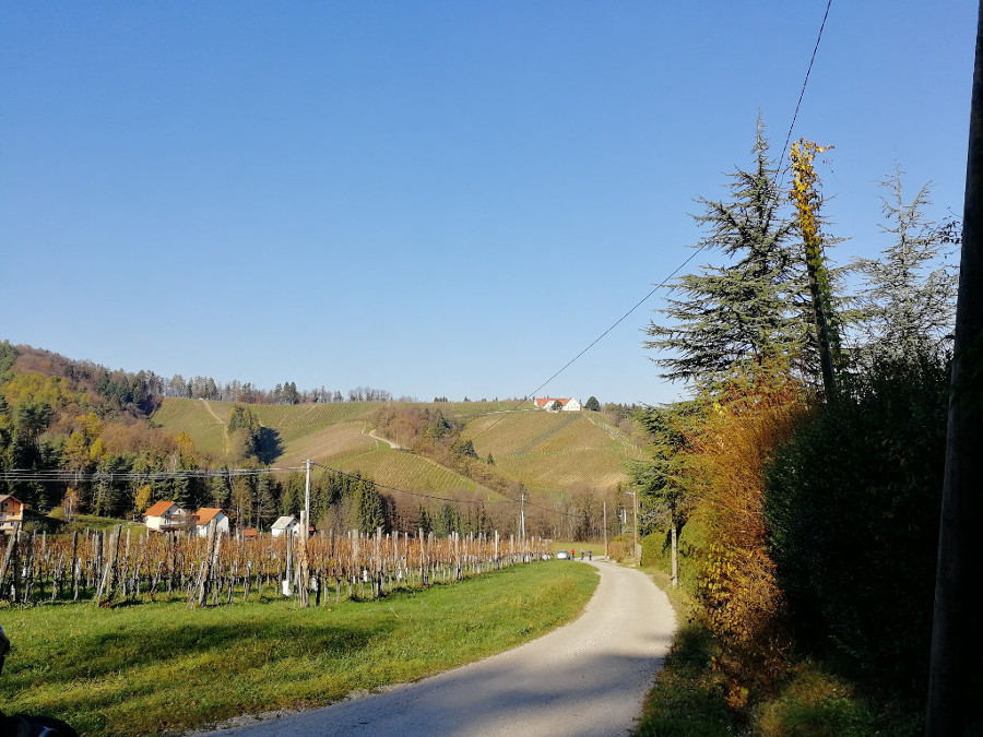 Pogled na gorice Vrhovega dola