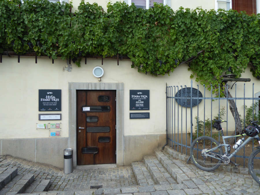 Hiša stare trte ob Dravi