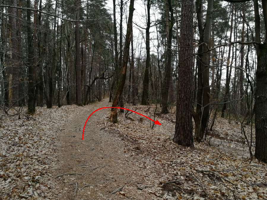 Ovinek na gozdno pot