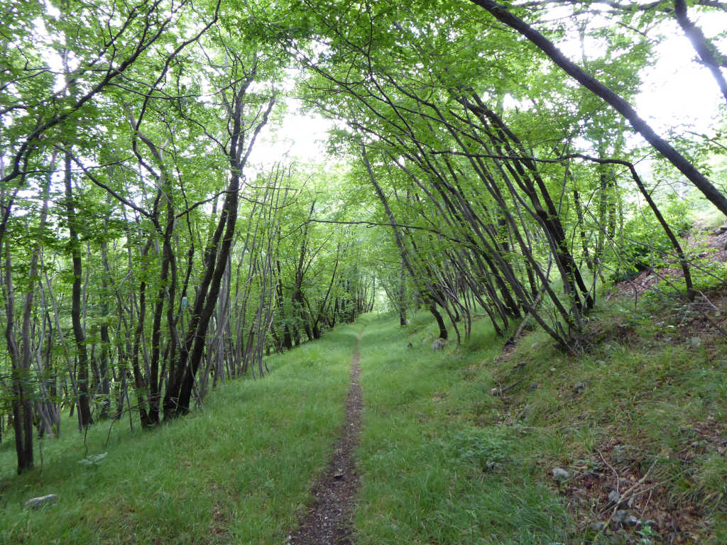 Pravljična enosledica